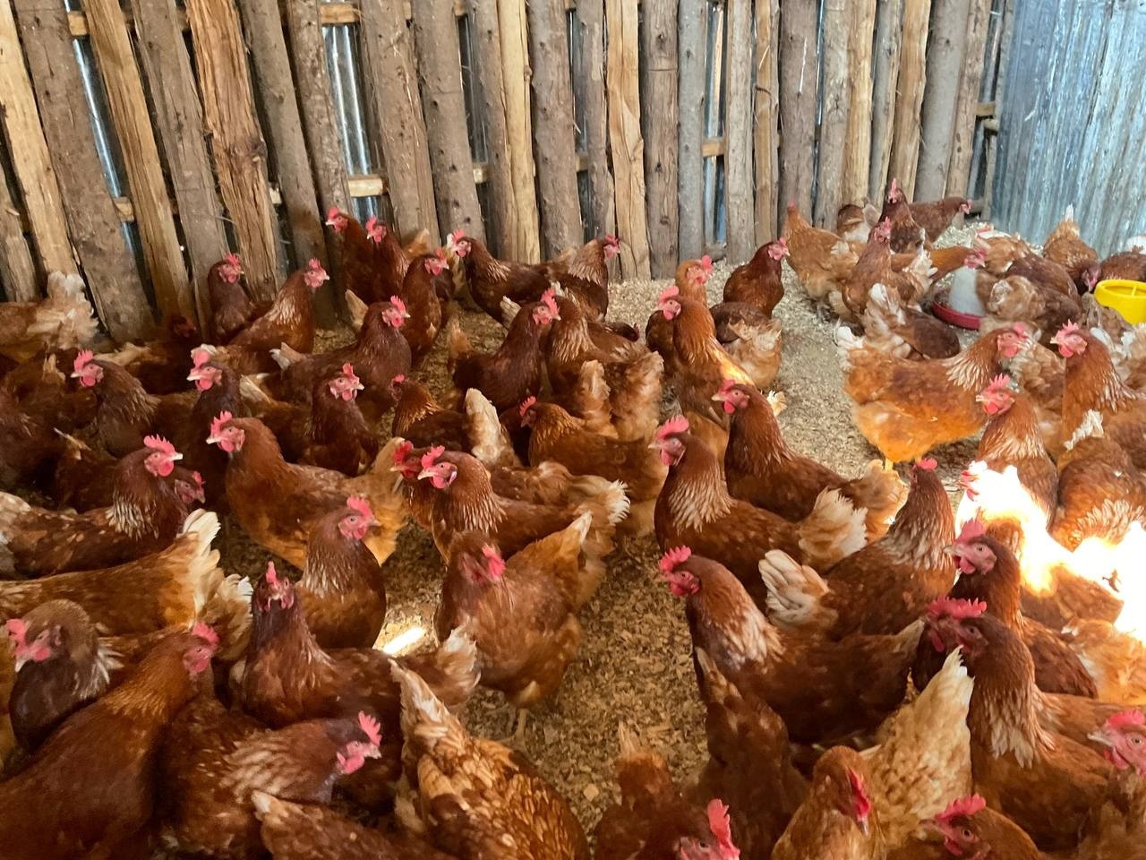 649077791_1224536649860203_2787995656420010570_n